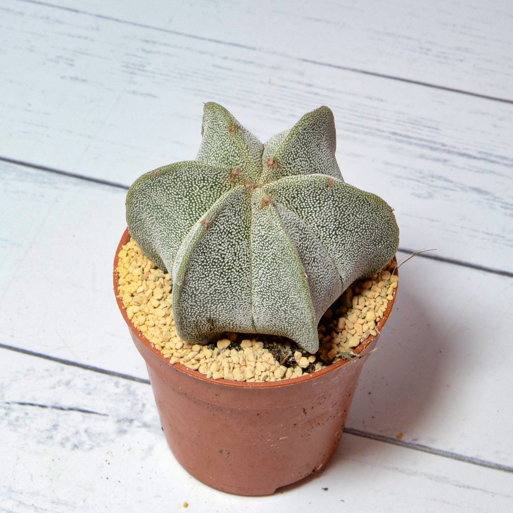 Astrophytum Myriostigma 6 ребер (Астрофитум)