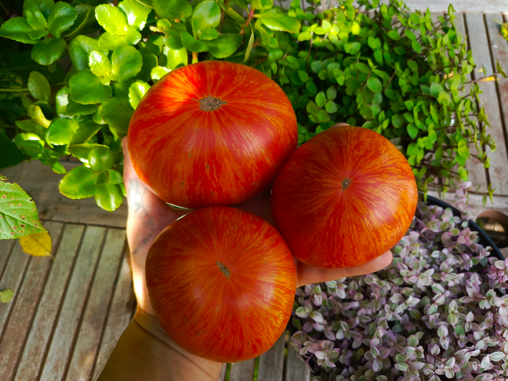 Бриллиантовые ноги сорт томата