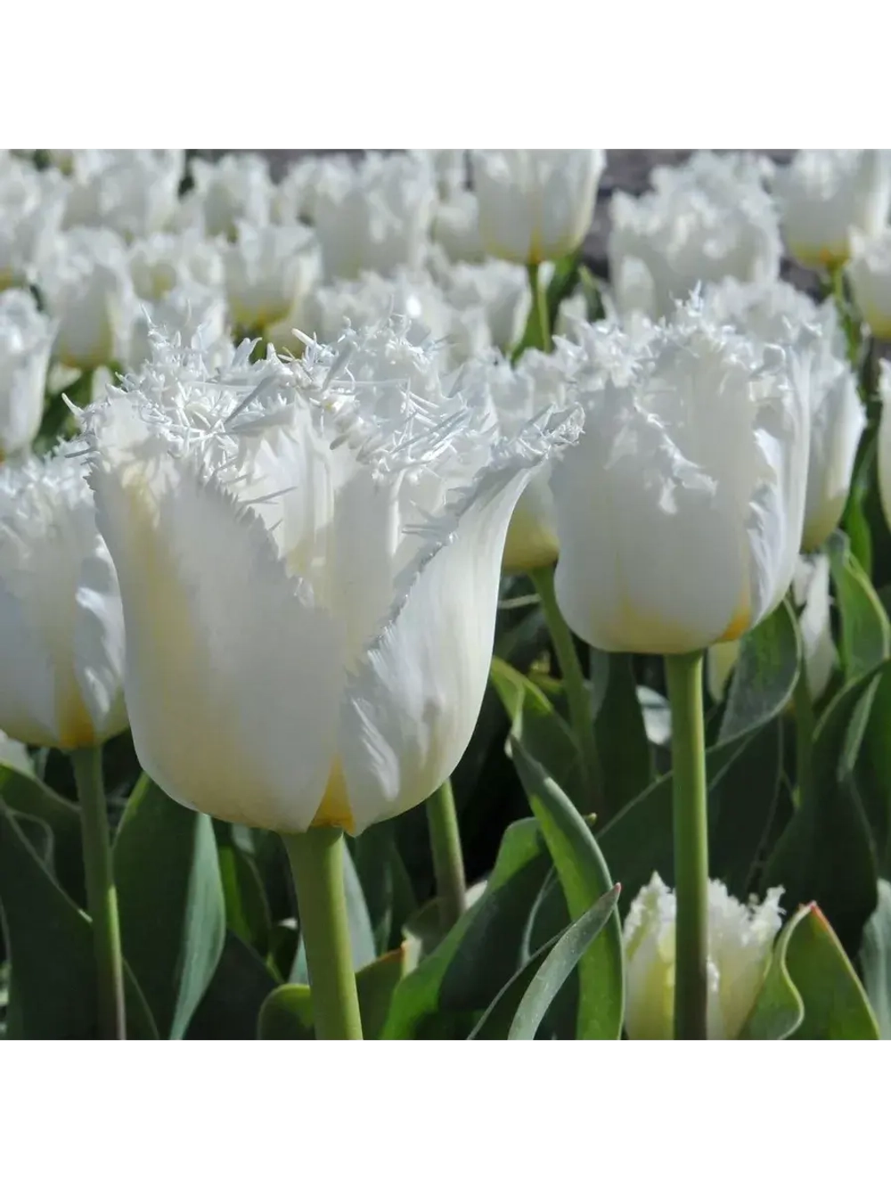 Тюльпаны пионовидные ,луковицы сорт NORTHPOLE ( 4 штуки)