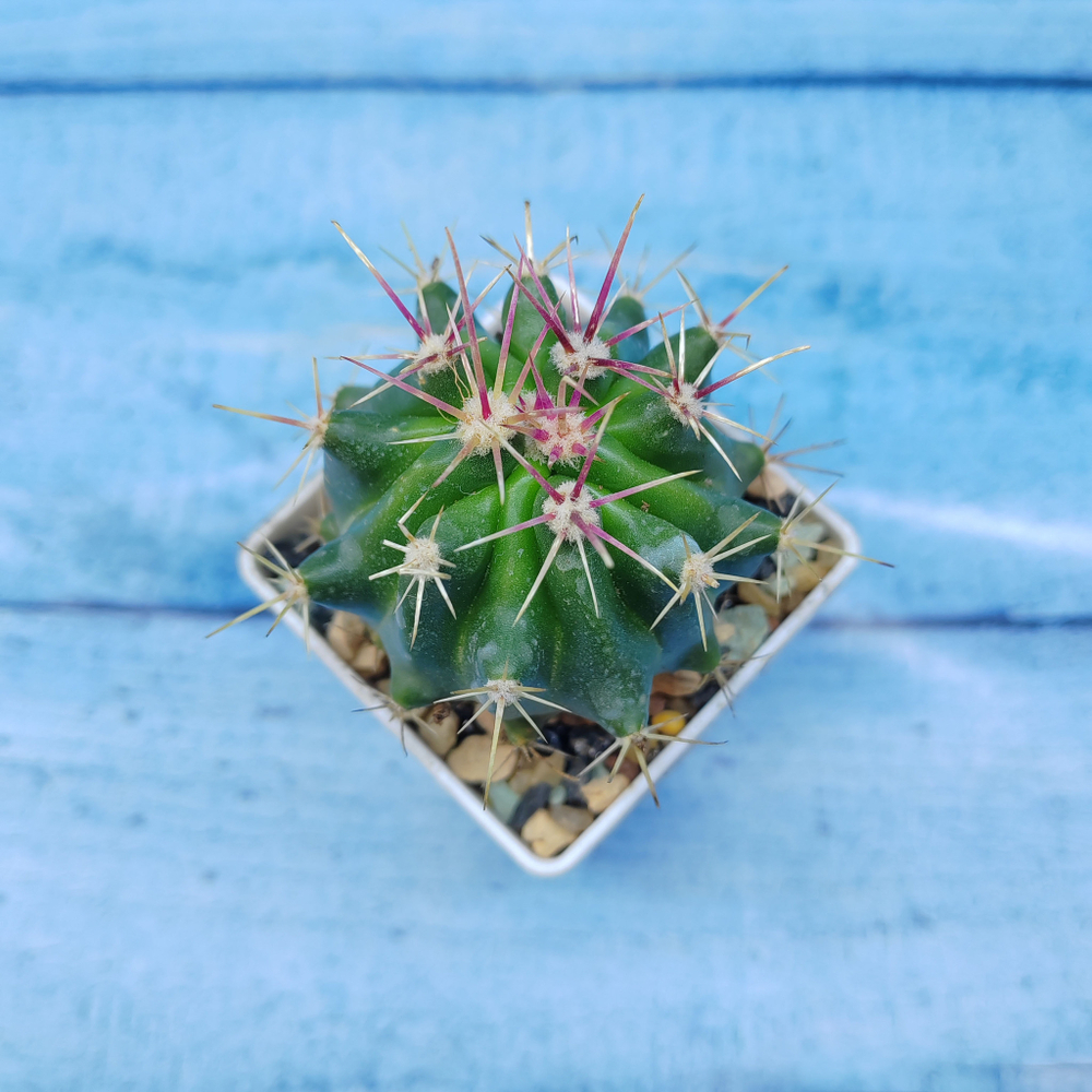 Ferocactus stainesii (Ферокактус)