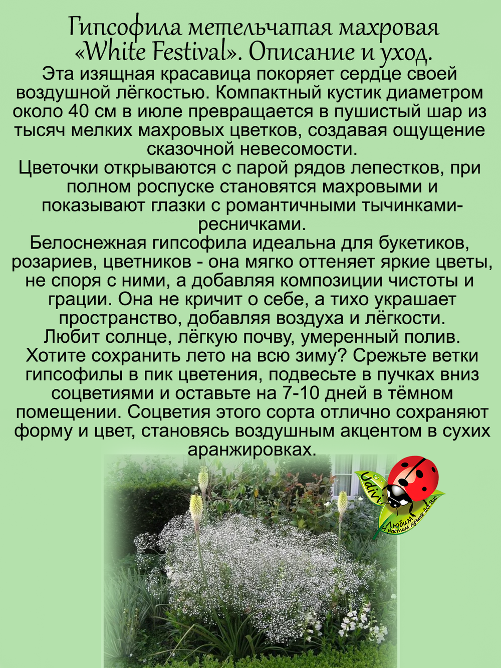Гипсофила Белоснежный фестиваль Уайт Фестивал не махровая