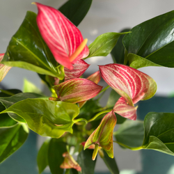 Антуриум Delicata