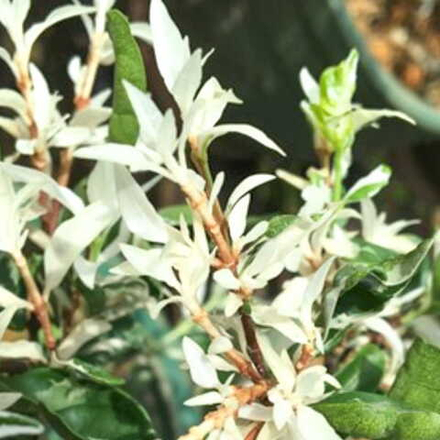 Райтия священная вар – Wrightia religiosa var