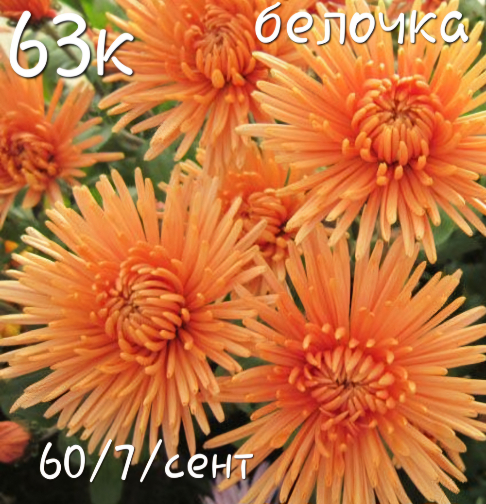 САЖЕНЦЫ ХРИЗАНТЕМЫ КОРЕЙСКАЯ БЕЛОЧКА №63