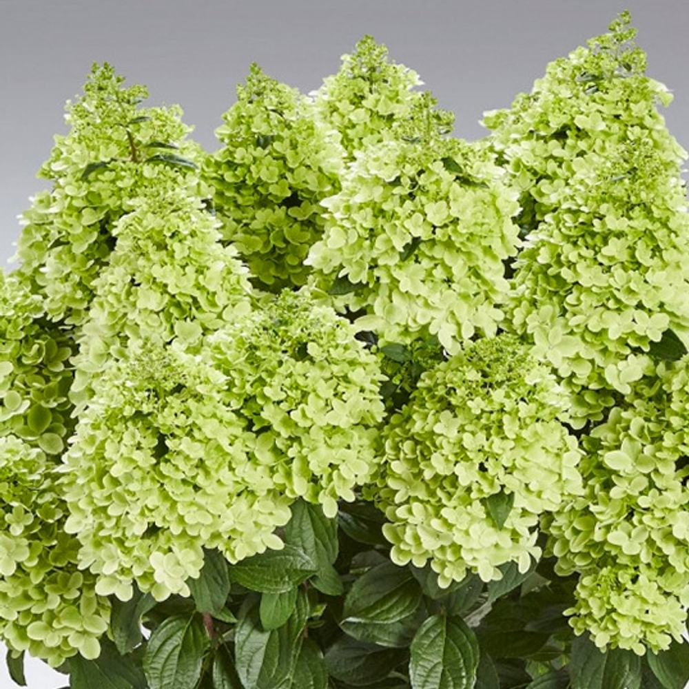 Гортензия метельчатая Pantheon