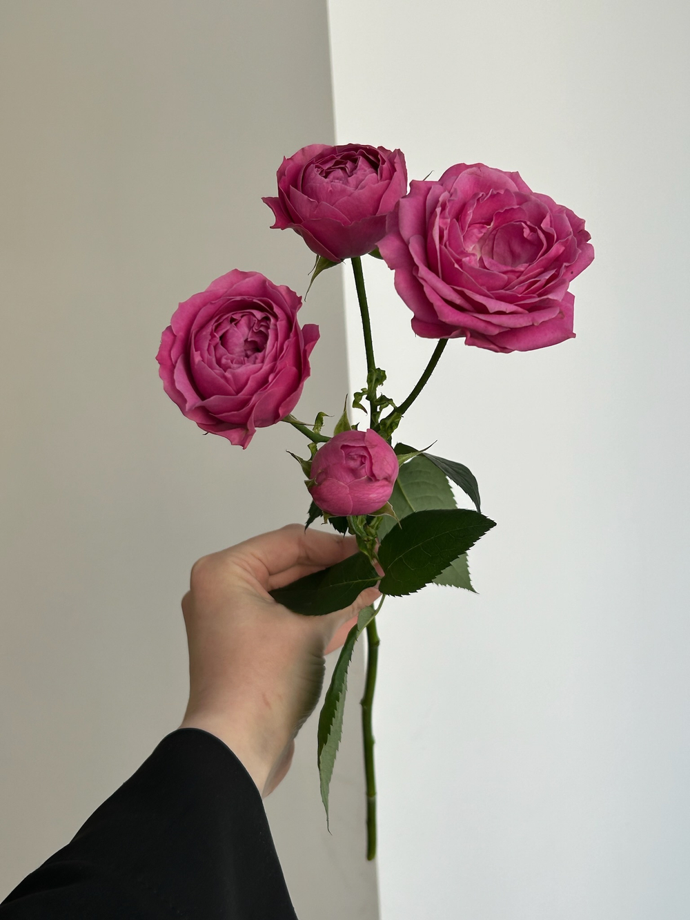 Пионовидная кустовая роза Мисти Баблз