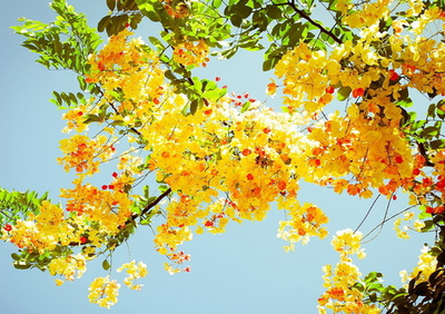 Фото на стекле "Цветущее дерево" Декор для дома, подарок