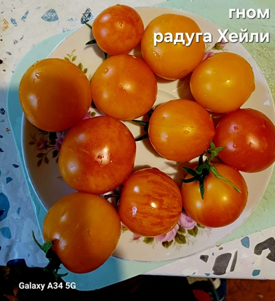 ГНОМ РАДУГА ХЕЙЛИ