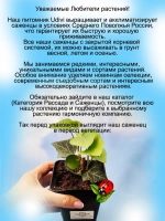 Плющ Морозостойкий хедера