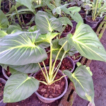 Хомаломена WHITE MOON (В32)