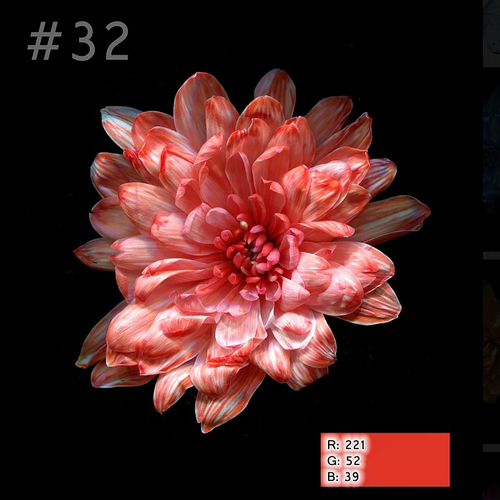 Краска для окрашивания живых цветов, Коралловый