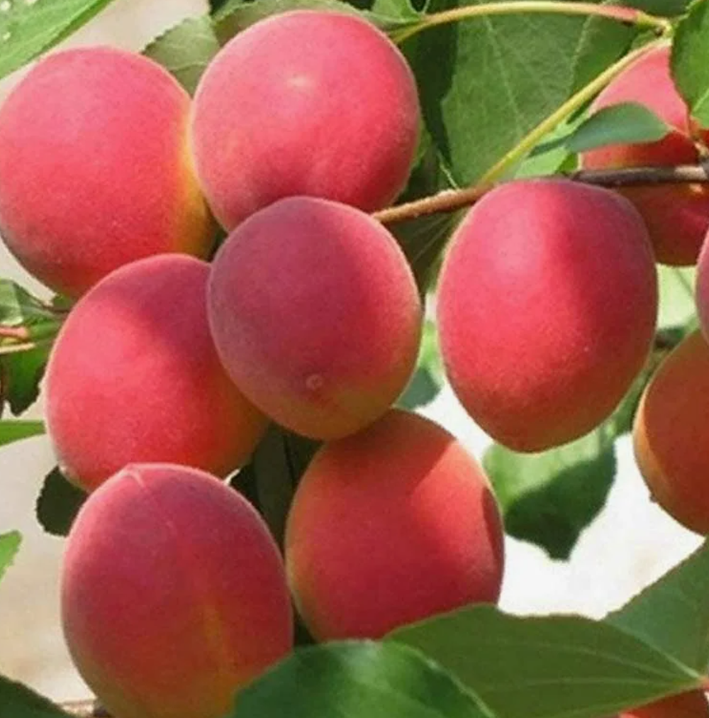 Абрикос Саратовский рубин ЗКС контейнер 5-7,5л, 3х летний саженец май 26