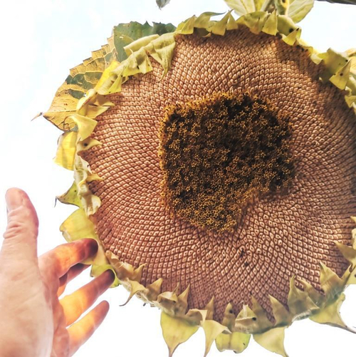 Рекорд с Белого Элефанта Подсолнечника - White Elephant Sunflower