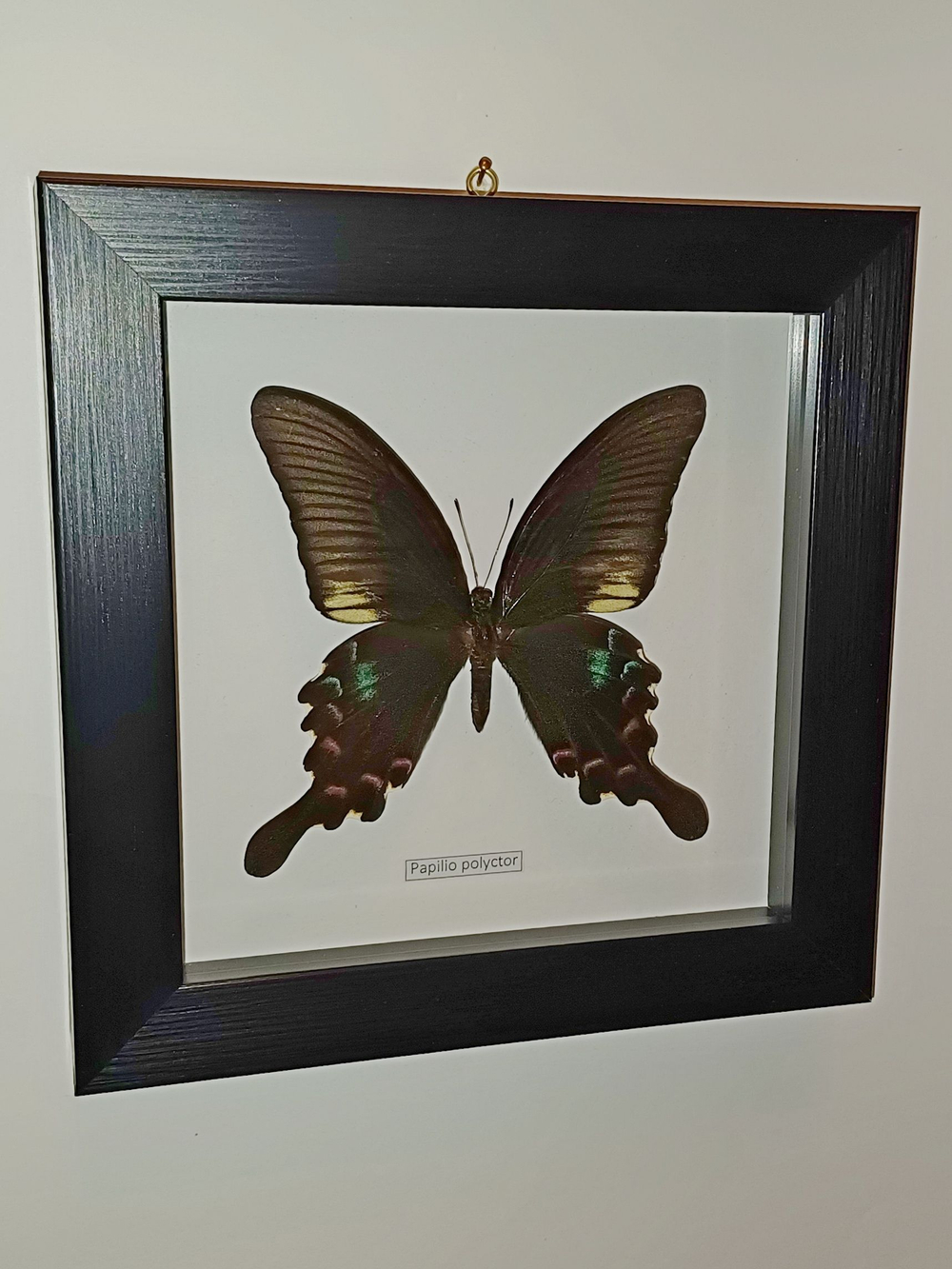 Бабочка Papilio polyctor в рамке