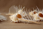 Ракушка Мурекс Пектен (Murex pecten) 8-12 см
