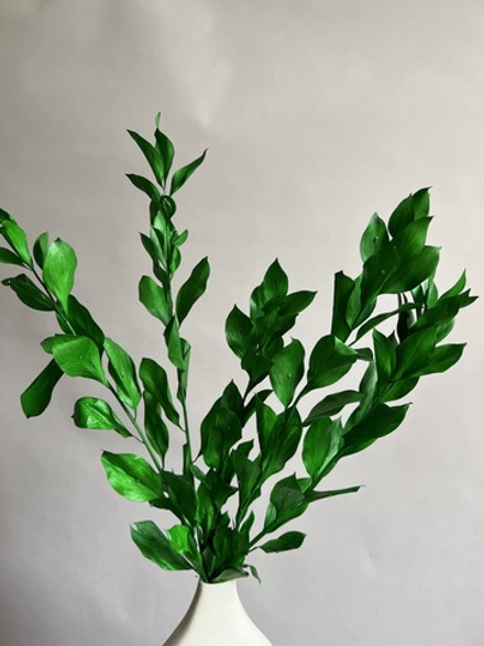 Рускус садовый стабилизированный темно-зеленый