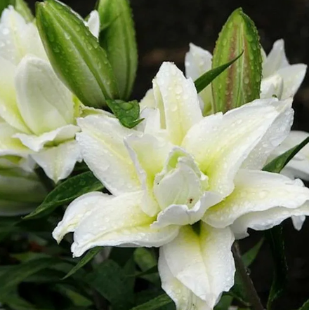 Лилия Розелили Рамона луковица март 2026