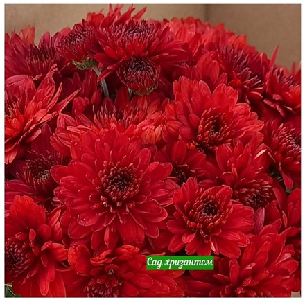 Хризантема мультифлора Tabitha м.9 /поставка весна 2026г/