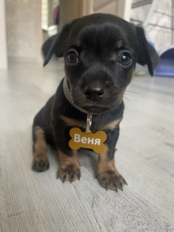 Адресник для домашних животных, с гравировкой, большая сиреневая "Косточка" 38*25мм (металл)