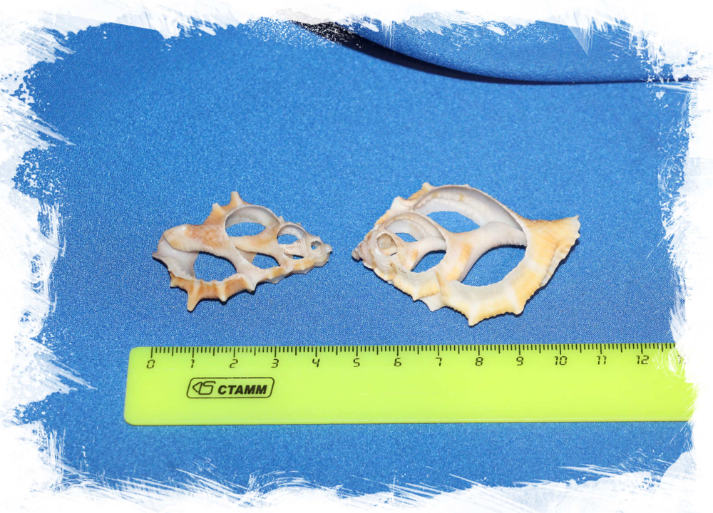 Срез ракушки Бурса 4,5 см.