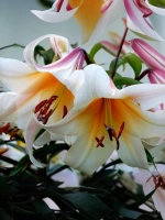 Лилия Мисс Пекулиар (ОТ-гибрид)
