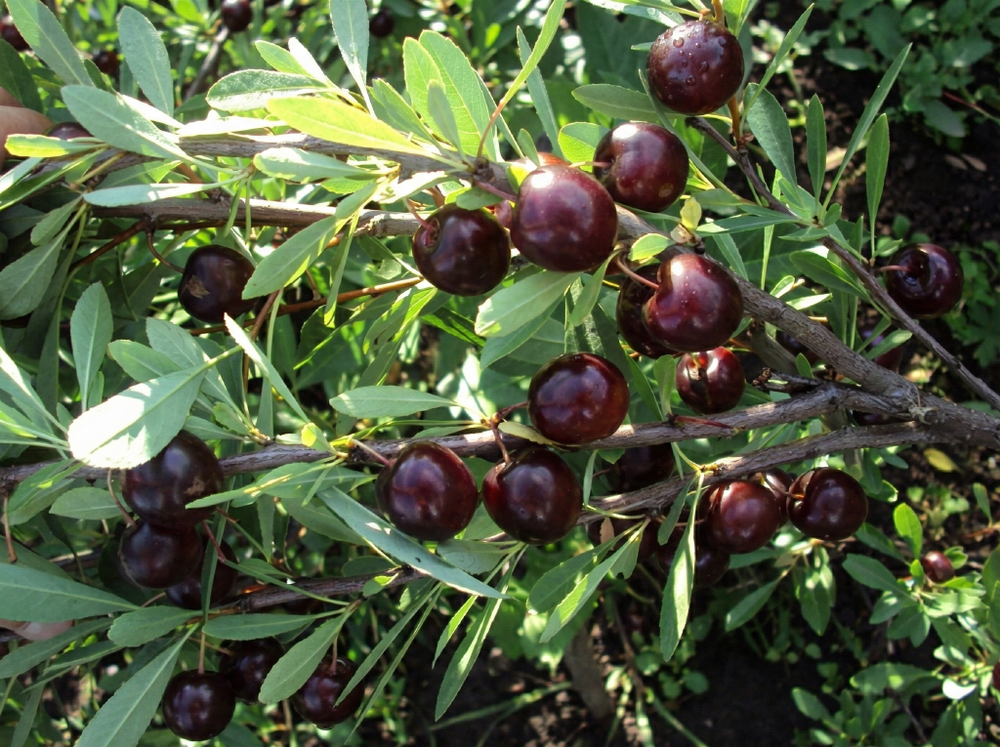 Саженец СВГ «Мейнор» (Карликовая, Самая вкусная, Скороплодная)