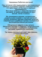 Живучка Пёрышки прекрасной канарейки