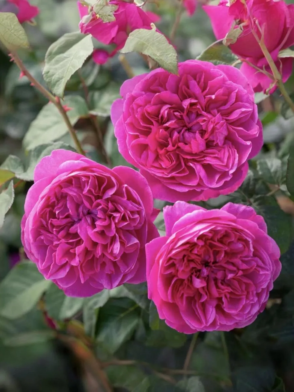 Роза английская Янг Люсидас