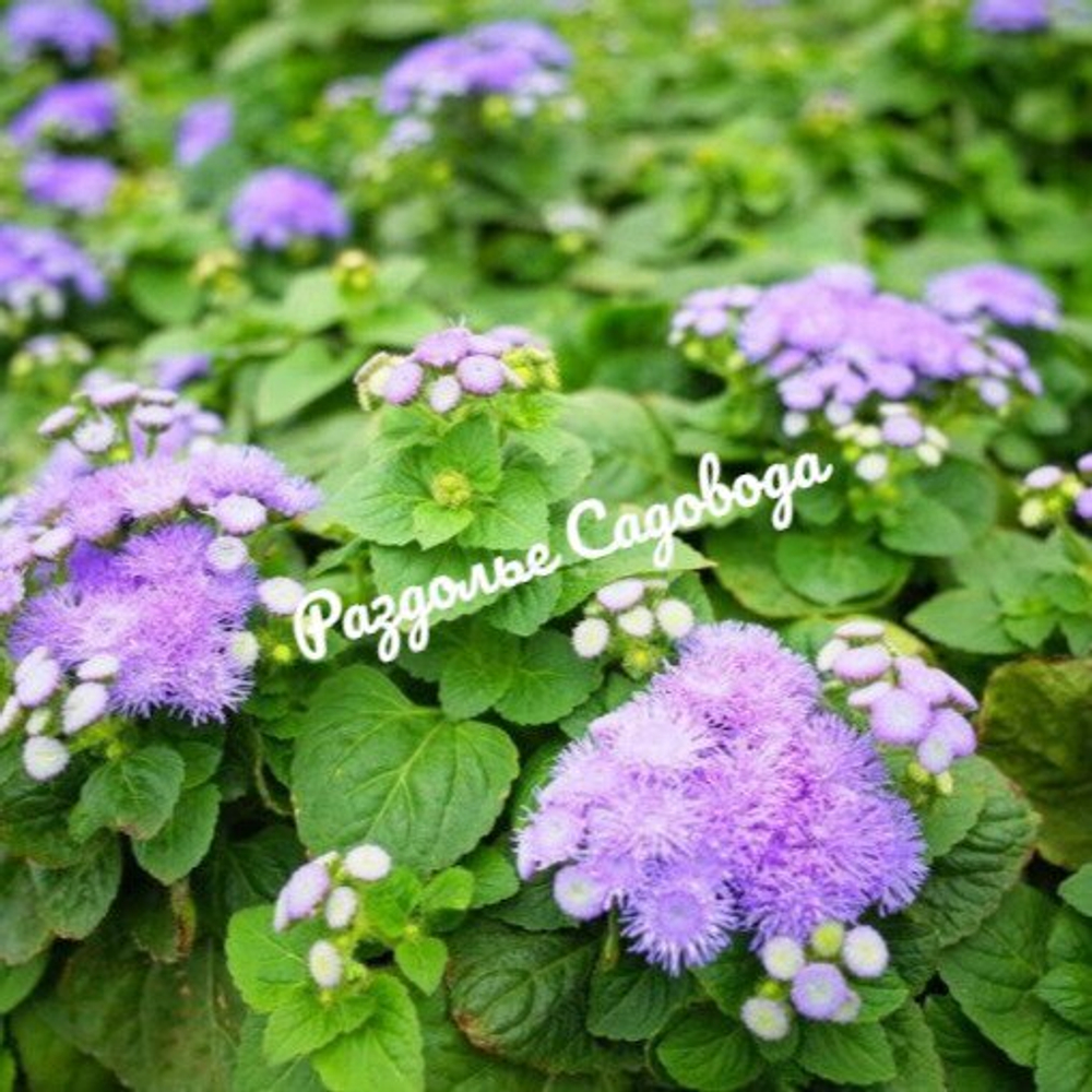 Агератум мексиканский (цена за 6 штук)