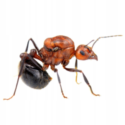 Муравьи Myrmicaria brunnea (Мирмикариа брунеа)