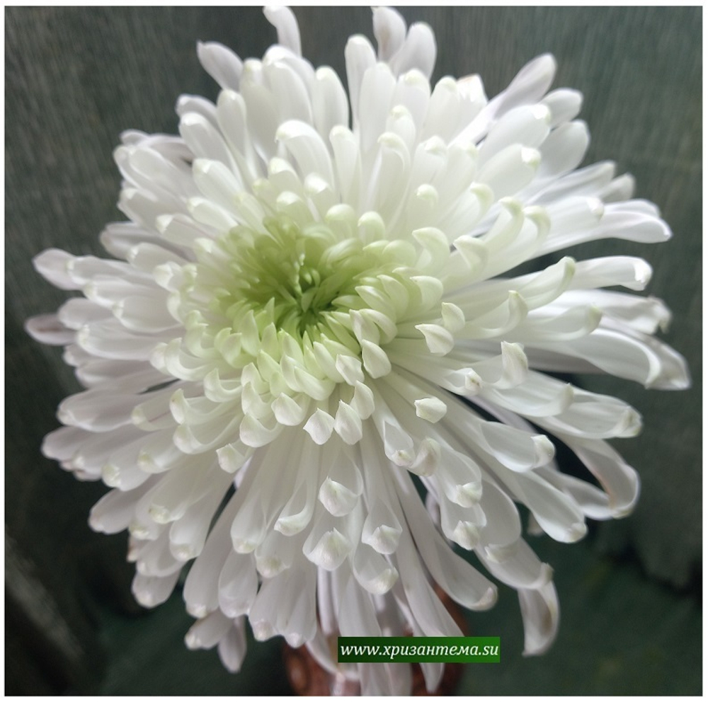 Одноголовая хризантема Фалькон ☘ о.36 (нет в наличии)