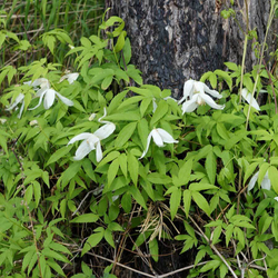 фото лианы княжика сибирского-adonnis.ru