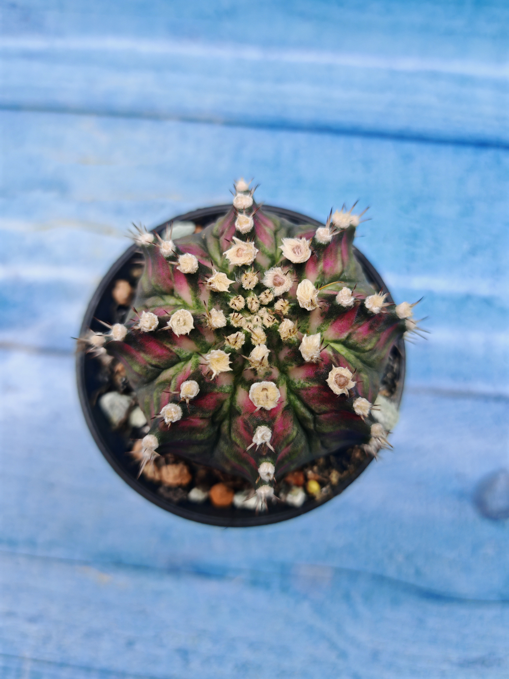 Gymnocalycium T-Rex Pink hybrid (Гимнокалициум)