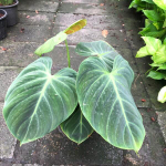 Филодендрон EL CHOCO