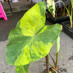 Колоказия VAREE PIROTH