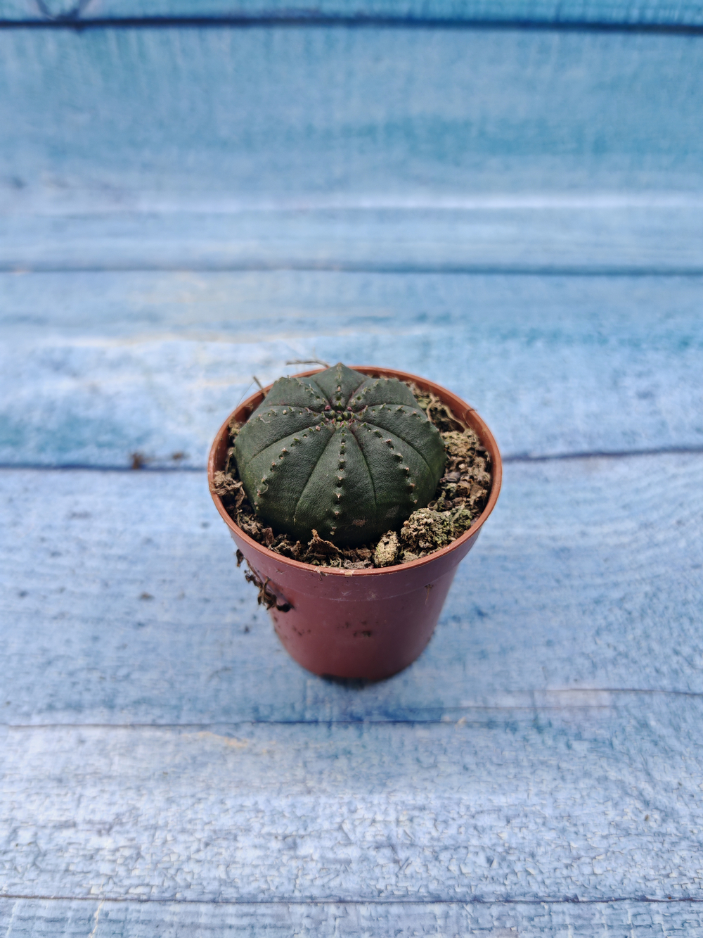 Euphoria Obesa (Эуфорбия)