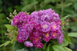 Перпл Скайлайнер (Purple Skyliner)