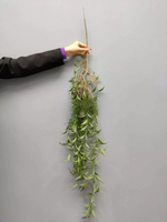 Ива вавилонская