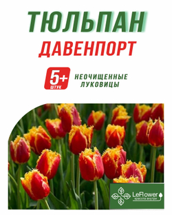 Тюльпан Луковица, Давенпорт, 5+ шт