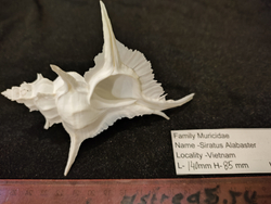 Сиратус "Алебастр" "135-162мм"