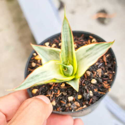 Сансевиерия SNOW WHITE