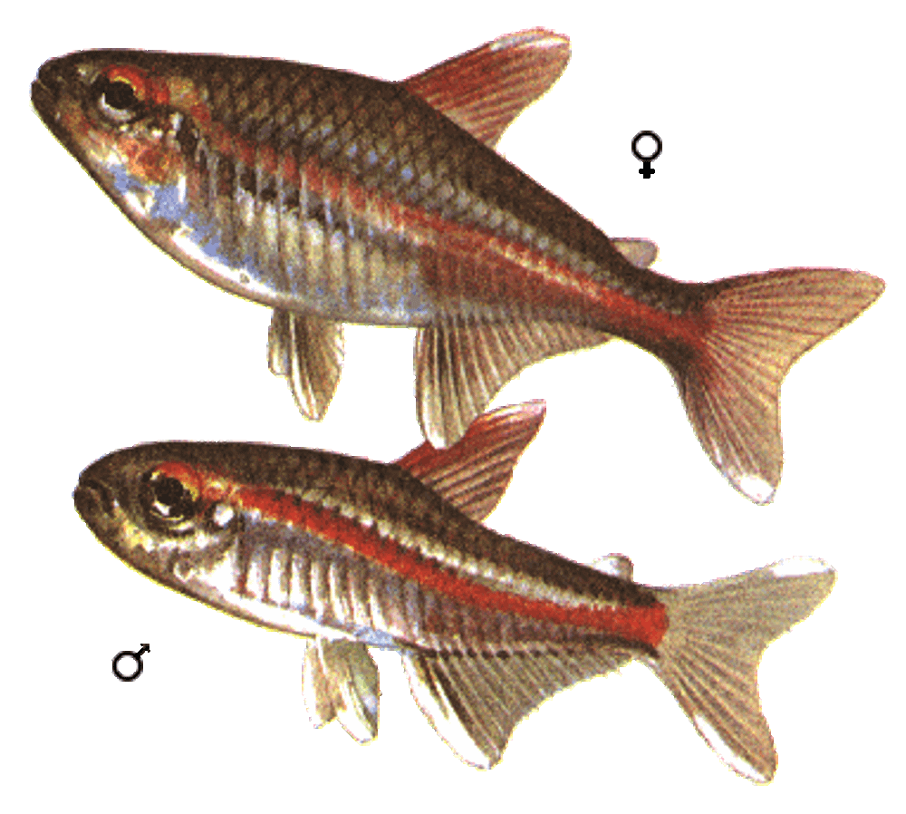 (4402) Эритрозонус (Тетра пылающая или огненная), M (4402) Эритрозонус (Тетра пылающая или огненная), M