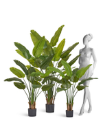 Стрелиция New Style зелёная в-180 см (20 листов) (Sensitive Botanic) 2/2 10.072436N