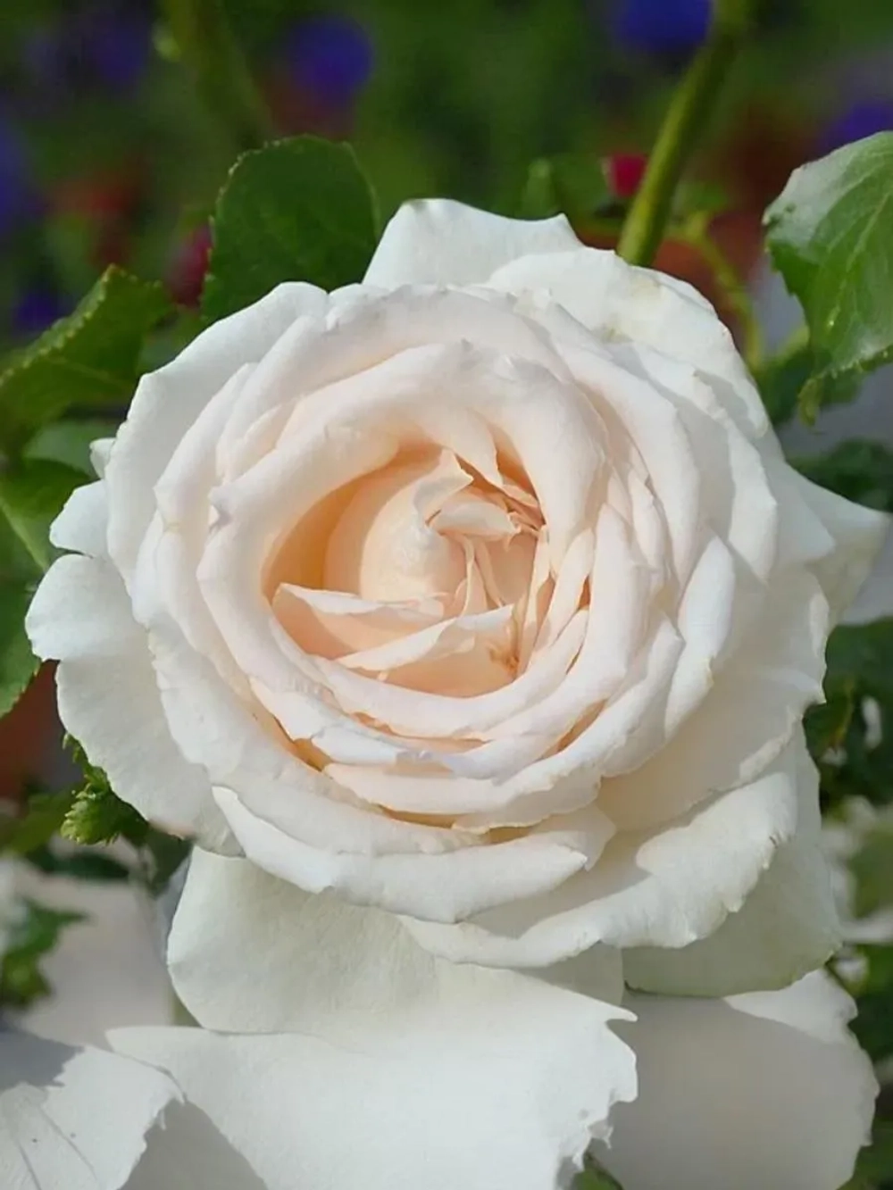 Роза шраб Хелена Ренессанс