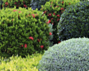 Кустарники