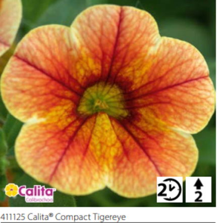 ЕВРО Калибрахоа Calita compact Tigereye укорененный черенок ОКС февраль 26 Volmary