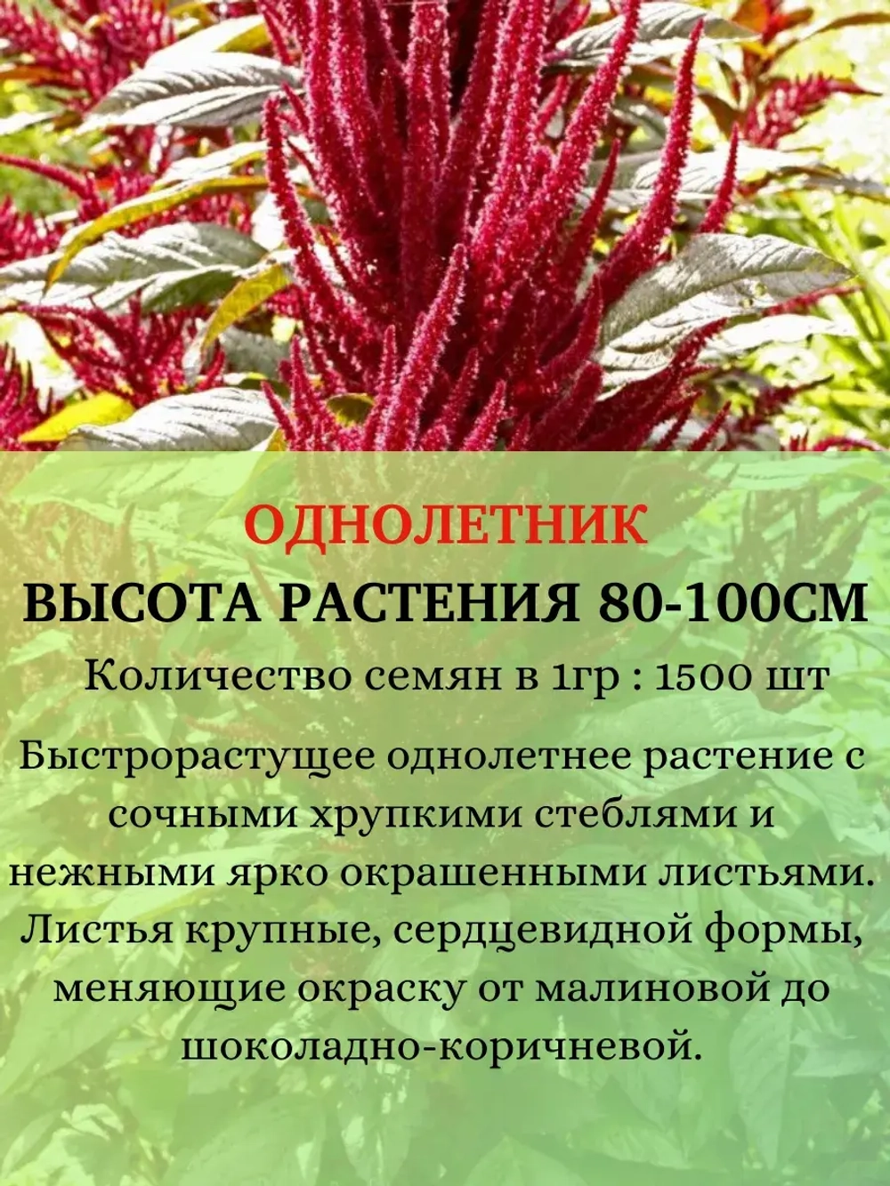 Семена Амарант Красный 10 грамм