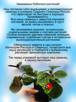 Плектрантус Пурпуратус ампельный
