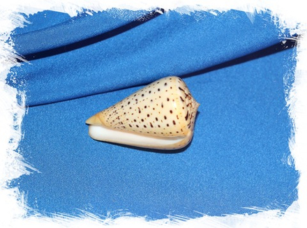 Конус бетулинус (Conus betulinus) 1шт. 5,8см.