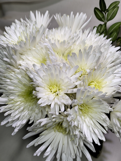 Хризантема кустовая Carole /к.37/поставка весна 2026г/